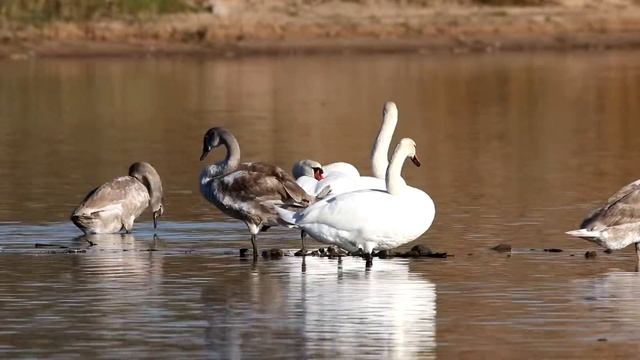 Крик молодого лебедя-шипуна (Cygnus olor). Птицы Беларуси. смотреть онлайн