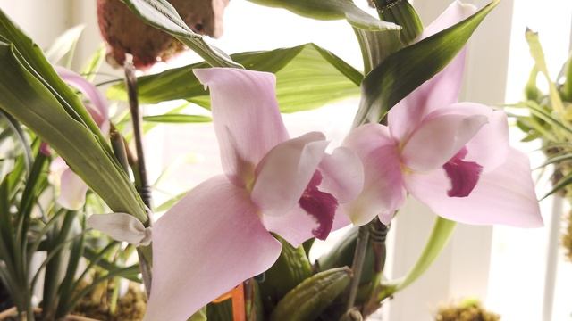 Снова цветёт моя гибридная Ликаста от Абу