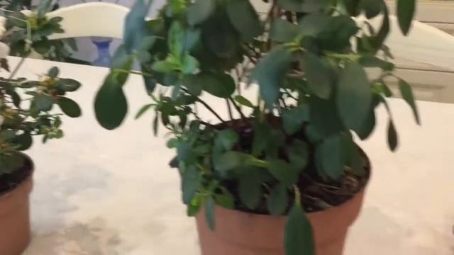 Необыкновенная азалия. Пересадка азалии только в специальный грунт. смотреть онлайн