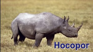 Звуки и голоса Животных Африки. Развивающее и обучающее видео для детей. Video for children