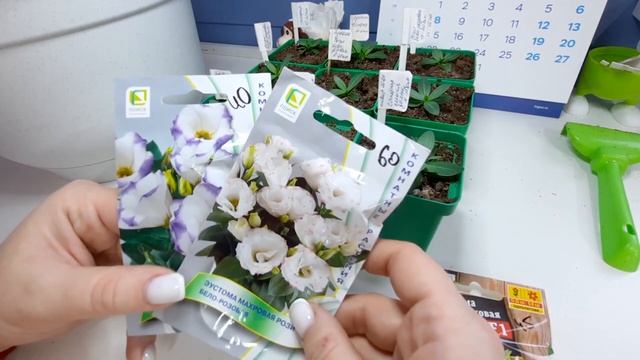 Пересадила ЭУСТОМУ в кашпо 08.03.22 смотреть онлайн