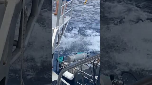 Great White Leaps Out Of Water! Guadalupe. MUST WATCH!! ?#shark #guadeloupe смотреть онлайн