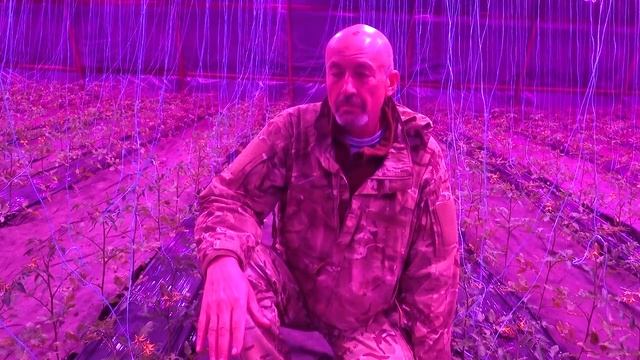 Досветка растений на примере томатов. Светодиодные фитолампы для подсвтетки рассады и растений смотреть онлайн