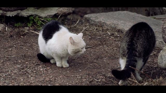 Мартовские коты | Любовь котиков смотреть онлайн