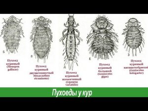 Пухопероеды и куриные клещи, чем с ними бороться? Ивермек или Ивермектин!