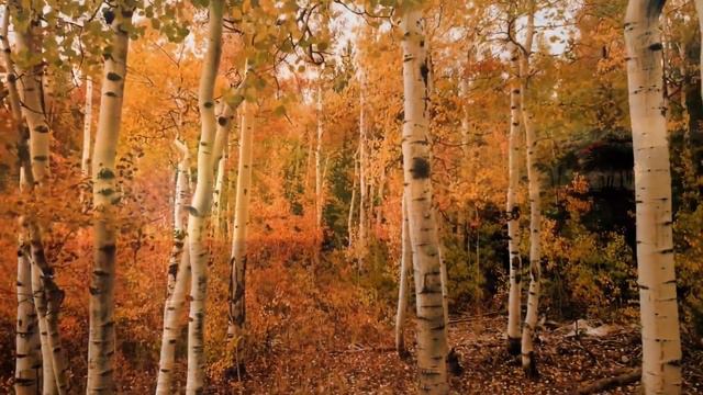 Antonio Vivaldi : The Four Seasons ( Spring, Summer, Autumn, Winter - full/complete) смотреть онлайн