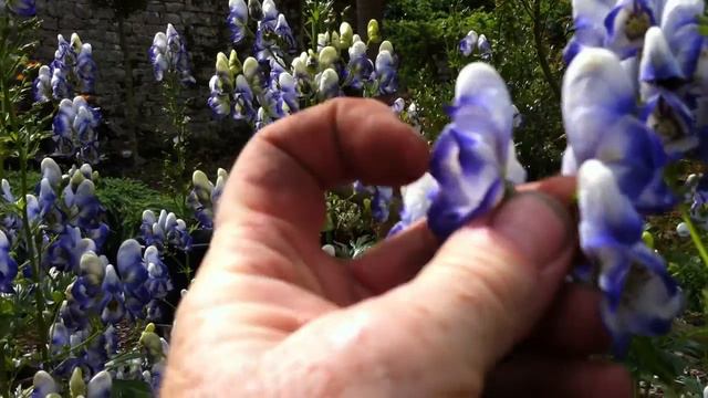 Aconitum X Cammarum 