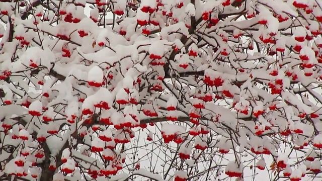 Рябиновый сон. смотреть онлайн