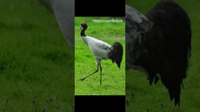 Виды журавлей ? смотреть онлайн