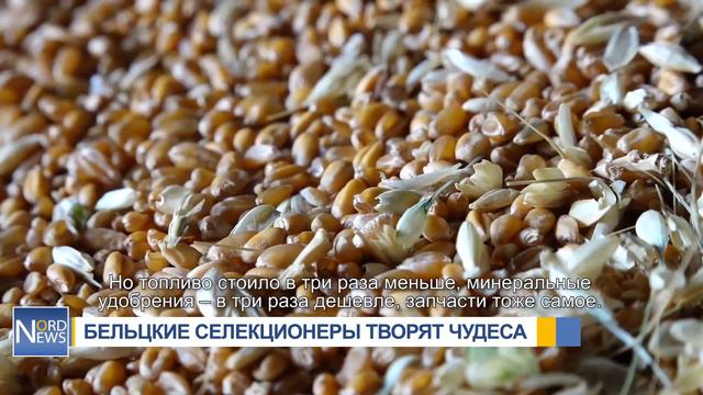 Собрали более 9 тонн пшеницы с гектара. Бельцкие селекционеры творят чудеса смотреть онлайн