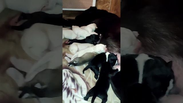 Литера - Ш мама Тантана ♥️ +79089119788 Пит Из Дома Капалак