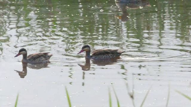 Amazing Safari in Lewa Wildlife Conservancy | Kenya 2020 | 4K-Video смотреть онлайн