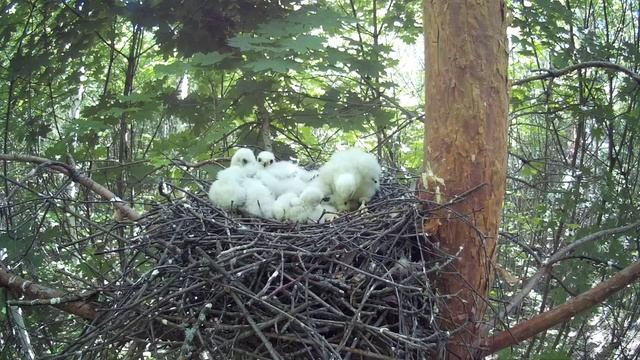 Птенец ястреба-перепелятника пытается самостоятельно съесть добычу ( Accipiter nisus ) смотреть онлайн