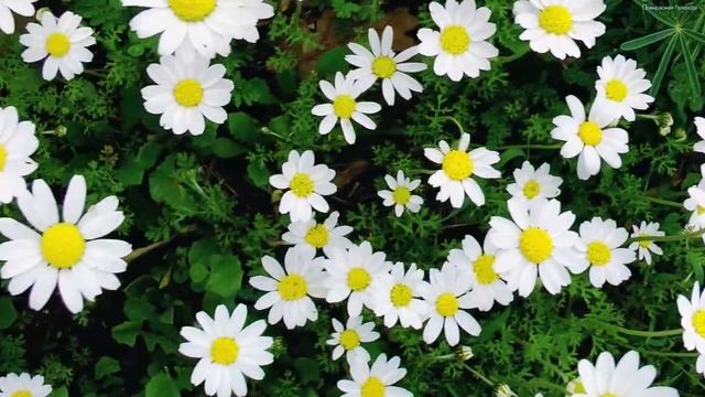 Самая красивая мелодия в мире???Эту песню можно слушать вечно???Лучшая музыка Сергея Грищука смотреть онлайн