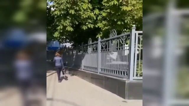 Саратовцы вновь жалуются на стаи бродячих собак в центре города смотреть онлайн