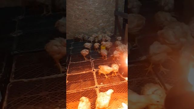 Сухой пол в курятнике у броллеров смотреть онлайн