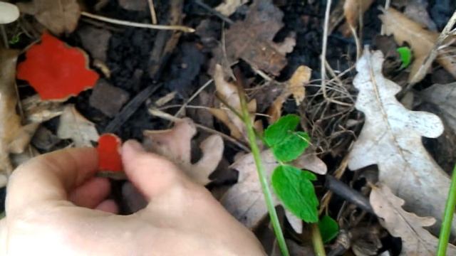 Саркосцифы, красные съедобные грибы весной можно собирать в лесу смотреть онлайн