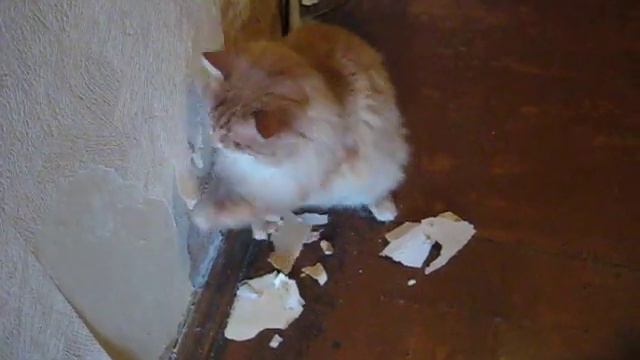 Cat and overhaul of the apartment - кот делает капитальный ремонт в квартире смотреть онлайн