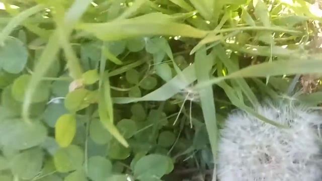 Смотрю на одуванчик, как на себя со стороны. смотреть онлайн