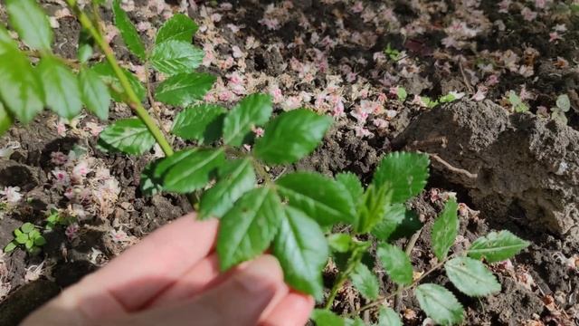 Провожу пинцирование молодых посадок роз. Зачем и как ? смотреть онлайн