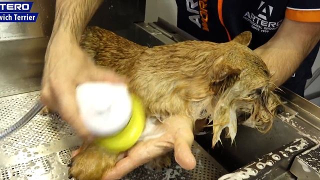 Grooming the Norwich Terrier - Stripping Technique by Luis Martin del Rio смотреть онлайн