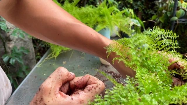 Nephrolepis exaltata suzi wong смотреть онлайн