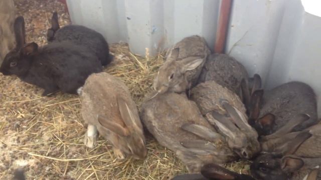 Помесь полтавское серебро и серый великан