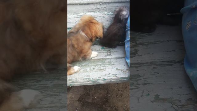 ПРИКОЛ ♥ собака облизывает котенка♥ смотреть онлайн
