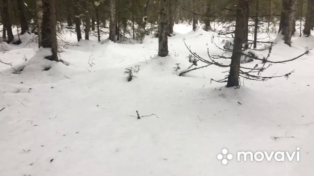 Охота на волка смотреть онлайн