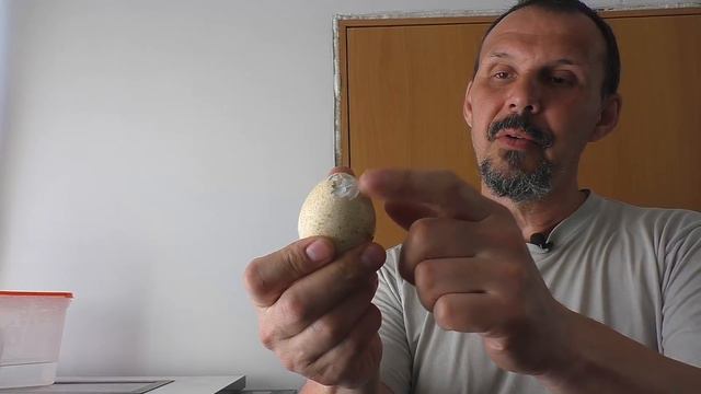 Индейка 2020 - вот это результат! смотреть онлайн
