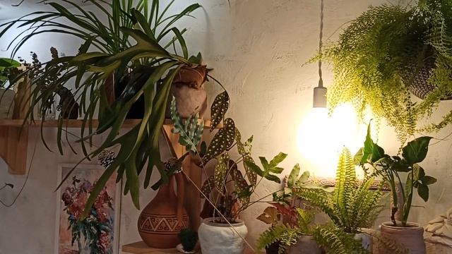 Папоротник Платицериум Бифуркатум смотреть онлайн