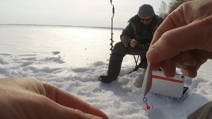 Как играют разные маропедки на глубине (в зависимости от типа проводки блесны)