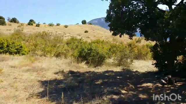 Проверка посадок саженцев Дуба?(Черешчатого)пас.Балаклава смотреть онлайн