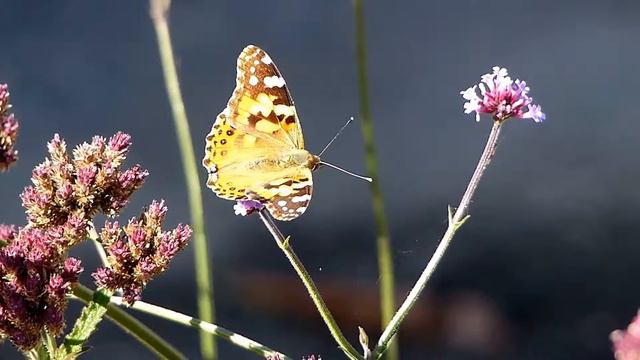 Painted Lady on Purpletop Vervain ヒメアカタテハがヤナギハナガサに訪花吸蜜 смотреть онлайн