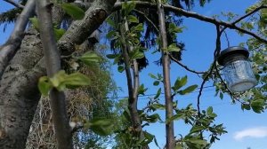 Слива жёлтая Медовая, цветение. май 2022