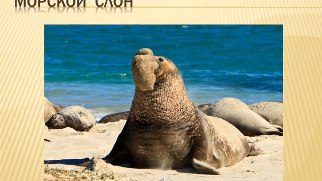 Крабоед смотреть онлайн