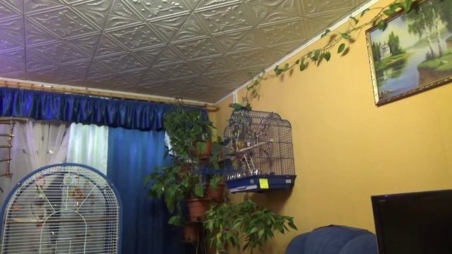 Как выглядит попугай породы Перрура ( Pyrrhura ) смотреть онлайн