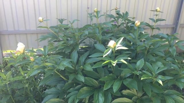 Босиком по росе)Подарок на ДР смотреть онлайн