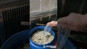 акация#самого из акации#домашний дистилят#