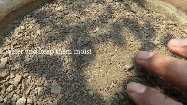 African Daisy/ Osteospermum/ Dimorphotheca Flower. How to Grow Dimorphotheca & Osteospermum Flowers смотреть онлайн