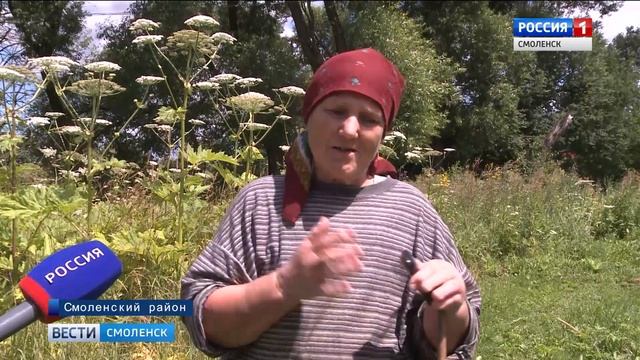 Смоленщина начинает кампанию по борьбе с борщевиком? смотреть онлайн