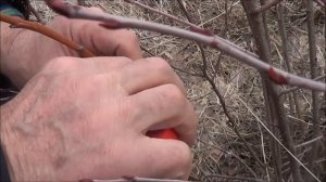 Как привить грушу весной