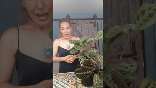 Calathea cuidados y características смотреть онлайн