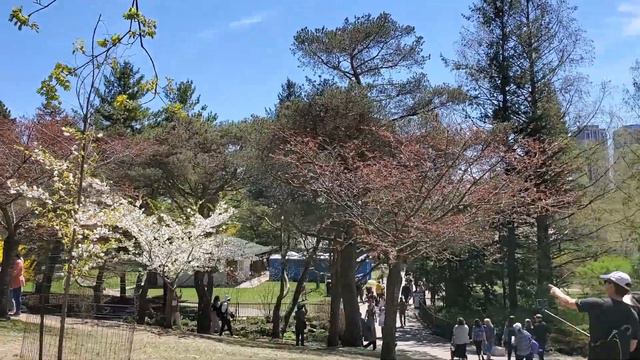 Cherry Blossoms 2022 At High Park, Canada | Beautiful Magnolia Flowers | смотреть онлайн