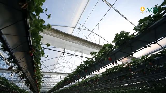 Клубника выращивание по новейшей технологии NGS system СПК Нива Strawberries in greenhouse NGS смотреть онлайн
