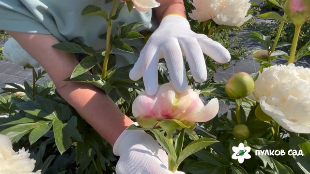 Colonel Owens Cousins peony. Колонель Оуен Казенс пион. Пулков сад смотреть онлайн