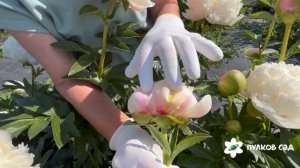 Colonel Owens Cousins peony. Колонель Оуен Казенс пион. Пулков сад