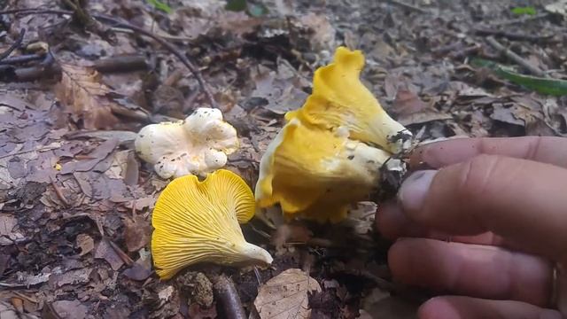 Pieprznik blady (Cantharellus pallens) Sowina смотреть онлайн