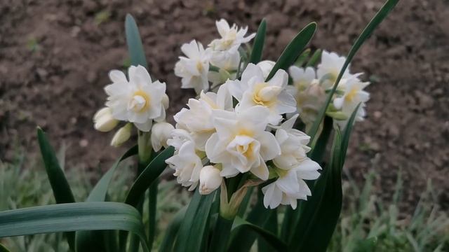 Narcissus Erlicheer, one of the most fragrant double daffodils for the garden смотреть онлайн