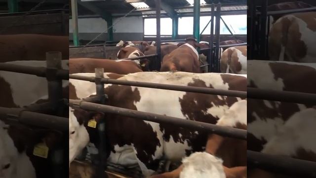 Коровы молочные 360 голов, продажа на экспорт. Племенные. Доставка. смотреть онлайн